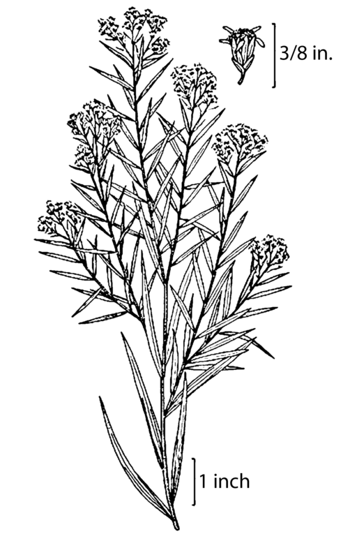 Euthamia graminifolia