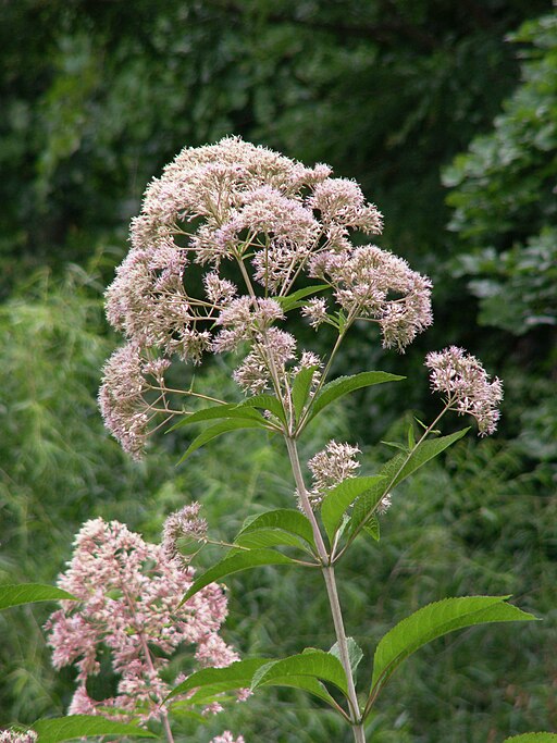 Eutrochium fistulosum - Hollow Joe-Pye Weed