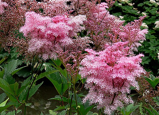 Filipendula rubra 'Venusta'