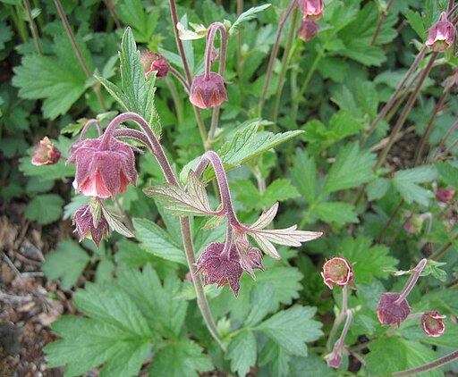 Geum rivale - Water Avens