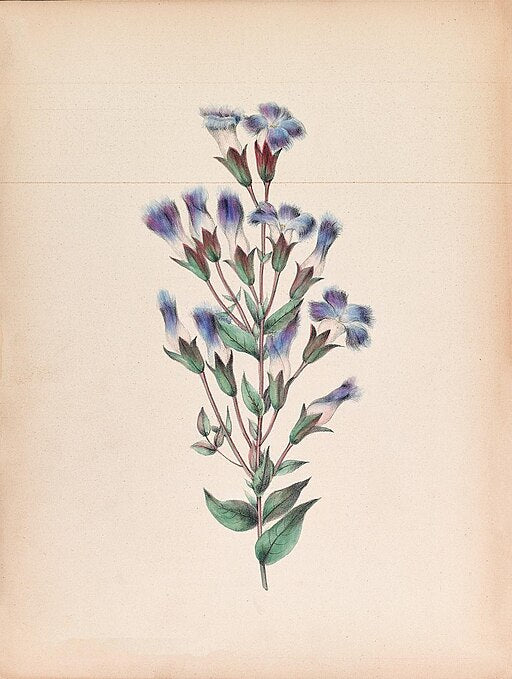 Gentianopsis crinita - Greater Fringed Gentian