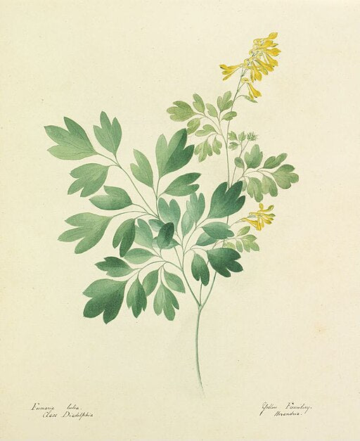 Corydalis lutea - Yellow Fumitory