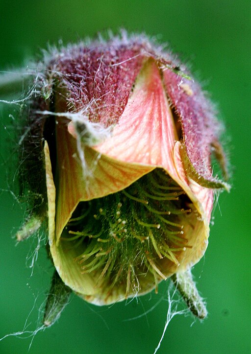 Geum rivale - Water Avens