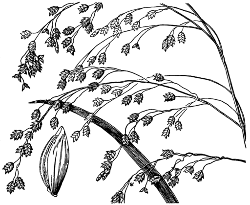 Glyceria canadensis - Rattlesnake Manna Grass