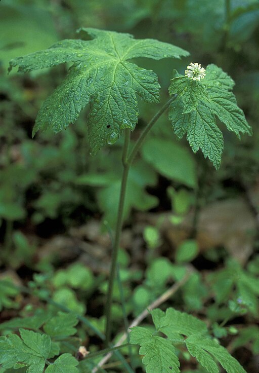Hydrastis canadensis - Goldenseal