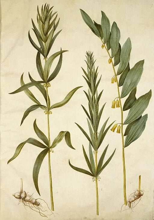Polygonatum verticillatum rubrum