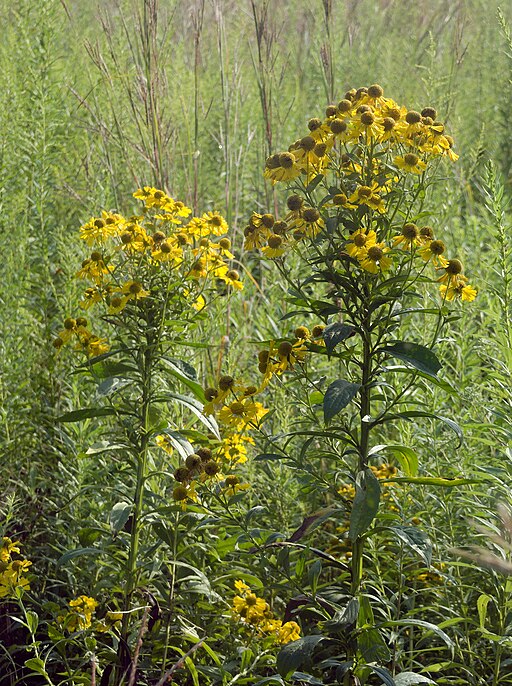 Helenium autumnale