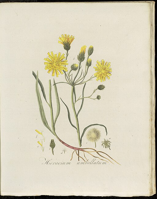 Hieracium kalmii - Kalm's Hawkweed