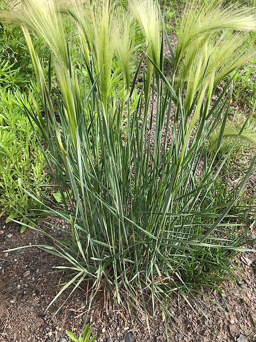 Hordeum jubatum