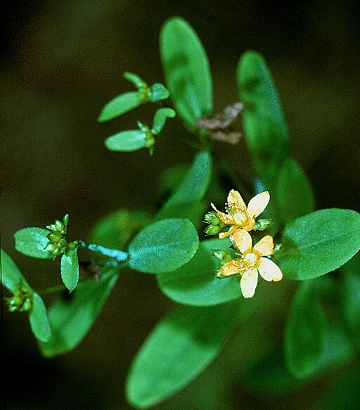 Hypericum punctatum - Spotted St. Johnswort