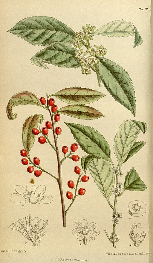 Ilex verticillata - Winterberry