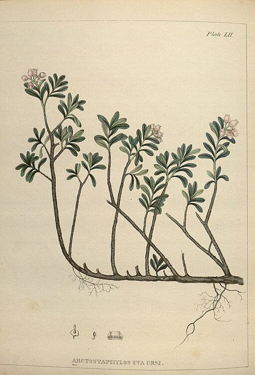 Arctostaphylos uva-ursi