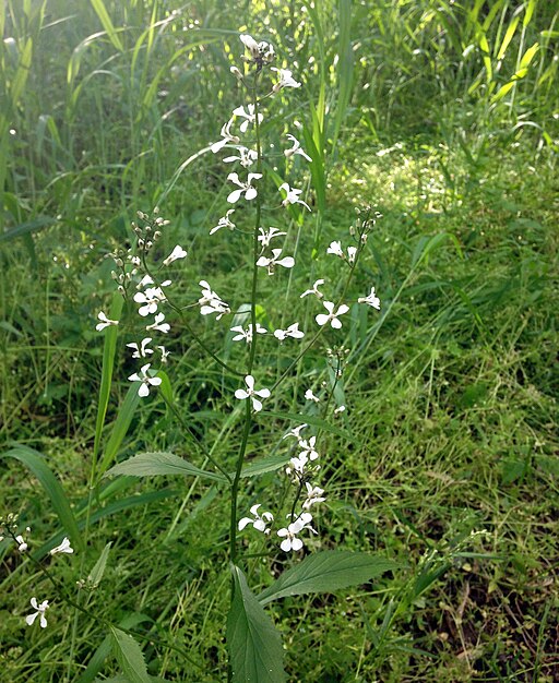 Iodanthus pinnatifidus - Purple Rocket