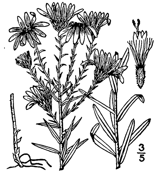 Ionactis linariifolia