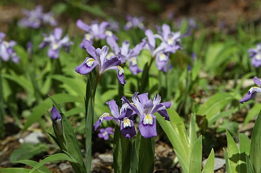 Iris cristata