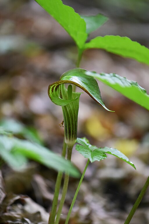 Arisaema triphyllum - Jack-in-the-Pulpit