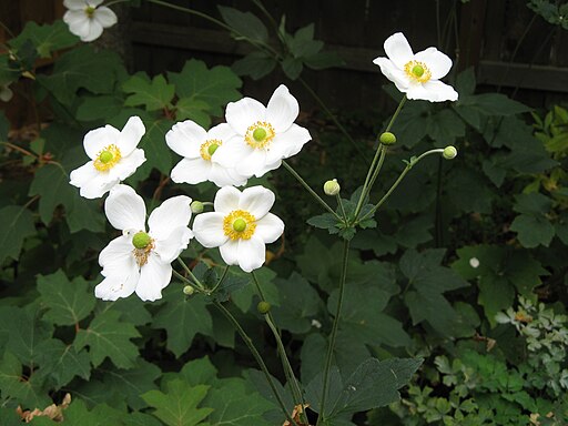 Anemone x hybrida 'Honorine Jobert'