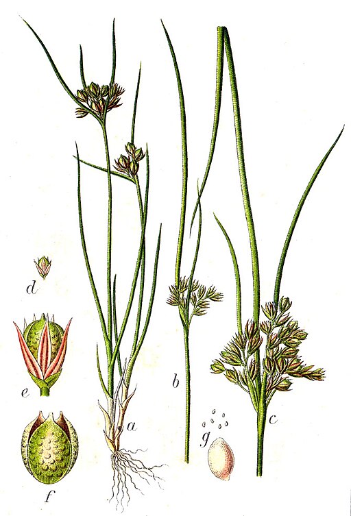 Juncus tenuis