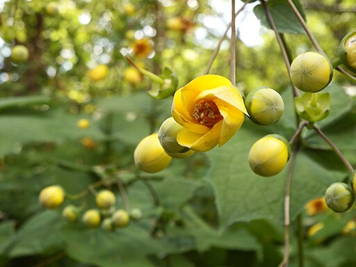 Kirengeshoma palmata