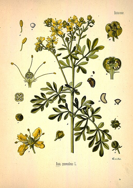 Ruta graveolens - Rue
