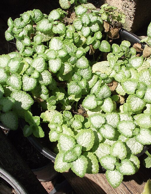 Lamium maculatum 'White Nancy' -