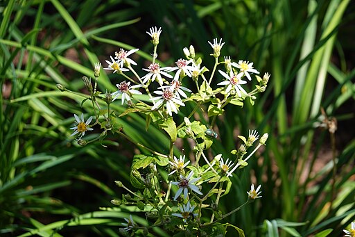 Eurybia divaricata