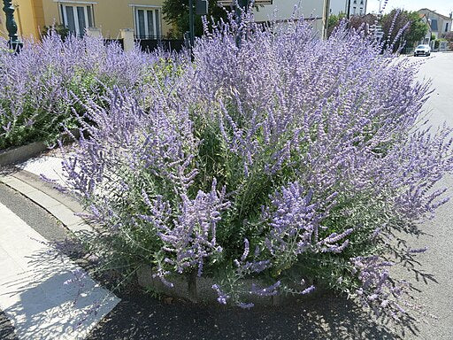 Perovskia atriplicifolia