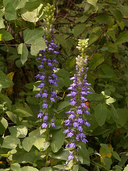 Lobelia siphilitica