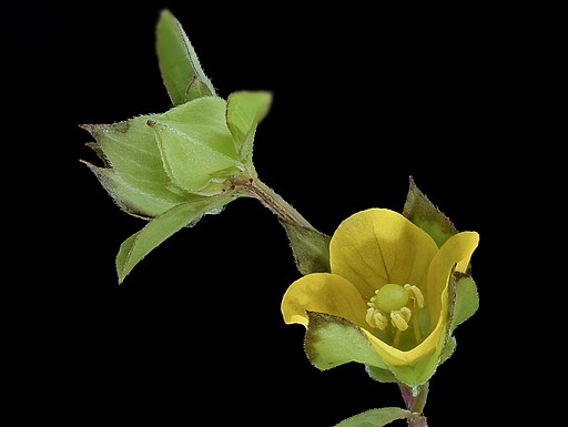 Ludwigia alternifolia - Seedbox