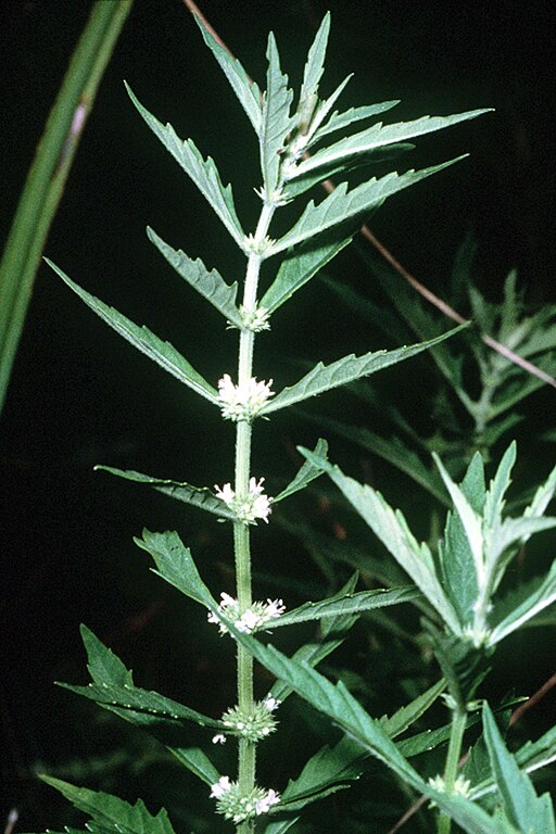 Lycopus americanus - American Water Horehound