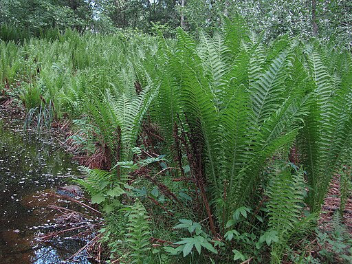 Matteuccia struthiopteris