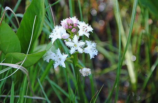 Menyanthes trifoliata