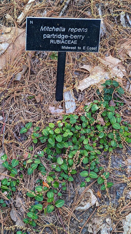 Mitchella repens - Partridgeberry