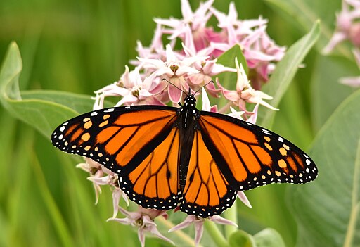 Asclepias speciosa - Showy Milkweed