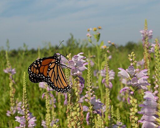 Physostegia virginiana - Obedient Plant