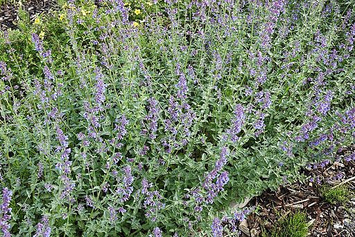 Nepeta x faassenii 'Six Hills Giant' - Catmint hybrid