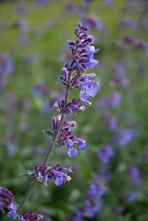 Nepeta x faassenii 'Six Hills Giant'