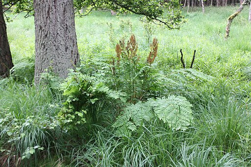 Osmunda regalis