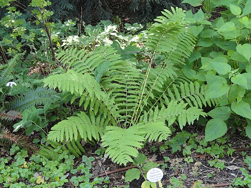 Osmunda claytoniana
