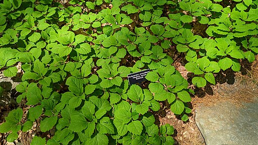 Pachysandra procumbens