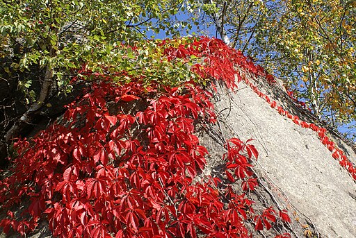 Parthenocissus quinquefolia