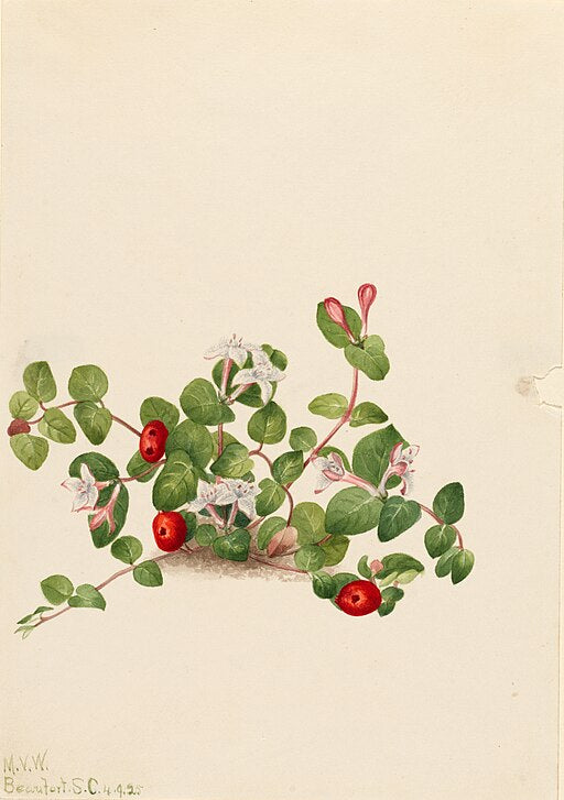 Mitchella repens - Partridgeberry
