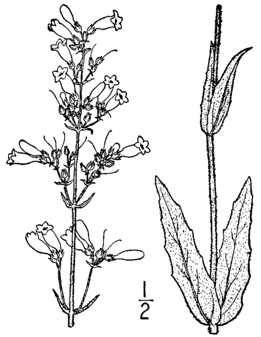 Penstemon pallidus