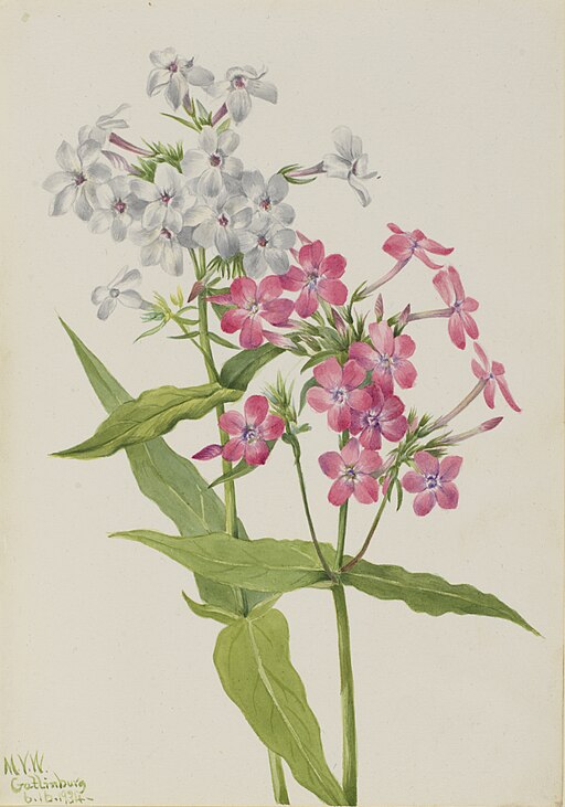 Phlox paniculata 'Jeana'