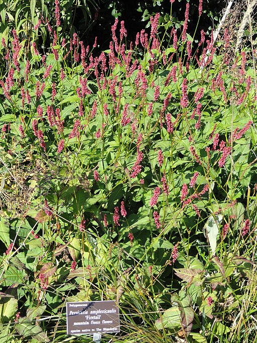 Persicaria amplexicaulis 'Speciosa'