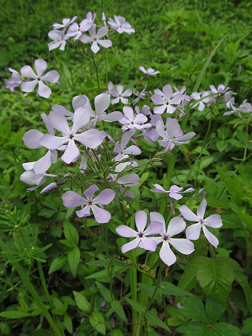 Phlox divaricata 'May Breeze'