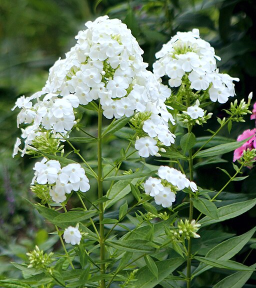 Phlox paniculata 'David'