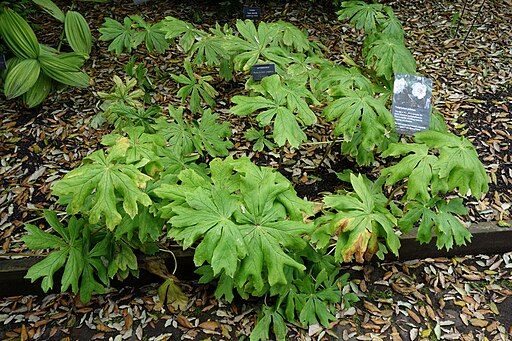Podophyllum peltatum