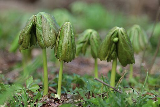 Podophyllum peltatum