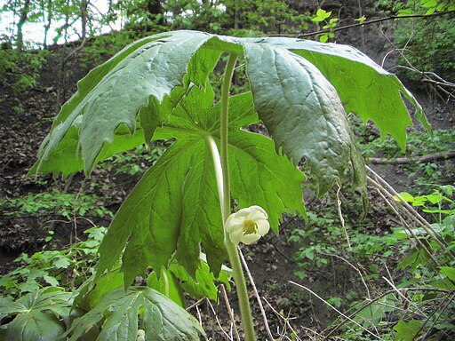 Podophyllum peltatum